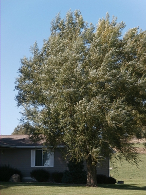 Fast Growing Yard Tree