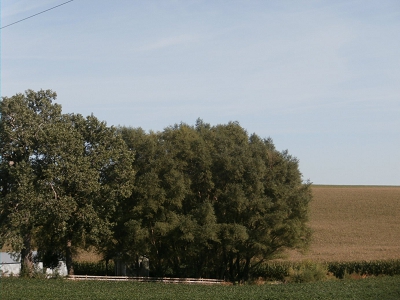 Fastest Growing Trees America