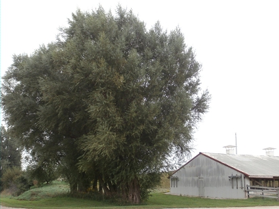 Hog Confinement Fast Growing Trees