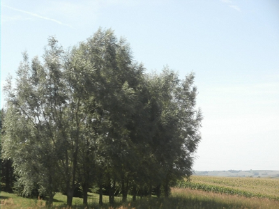 Willow Windbreaks